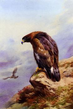Archibald Thorburn : A Golden Eagle